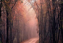 戴维斯：我一直相信自己本赛季能够复出，队伍的困难也激烈着自己想要上场.